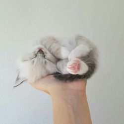 sad-af1121:  retroasgardian:  kittykittykittykittykitty: kittehkats: Kittens Sleeping in Peoples Hands illegal  @sad-af1121 @angelsandsnakes THEY ARE SO TINY   If I ever get a kitten like those, ima present him like Simba 