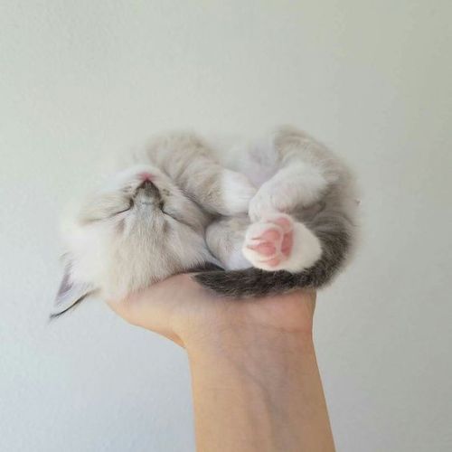 kittehkats: Kittens Sleeping in Peoples Hands