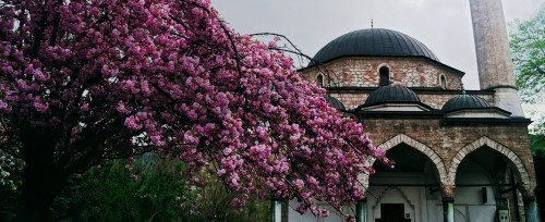 emina-brasco:Blossom time in Sarajevo 
