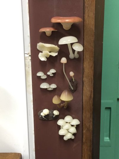 Nature Technicolor MONO PLUS Glowing mushroom Magnet all 8 sets FREE SHIPPING 