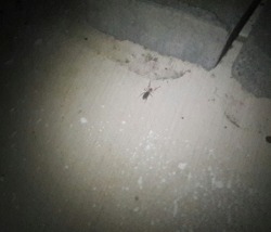 I heard a cat meowing outside so I went to look for it and as soon as I turned the flashlight on it fell on this freaky little insect I&rsquo;ve never seen before. It&rsquo;s pretty big, quick, and looks like it has ten legs.  A quick Google search tells