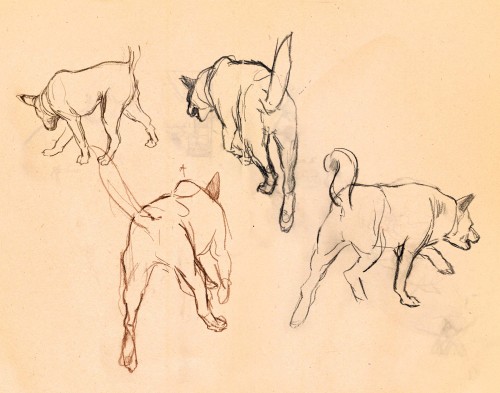 #carolinadog study with reference. Quick sketches of a posture of walking, trotting, and turning&