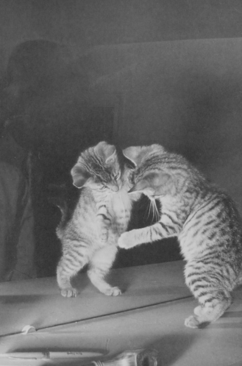 Big Cat vs. Big Cat - Mirror Boxing 1960(by sjrankin)