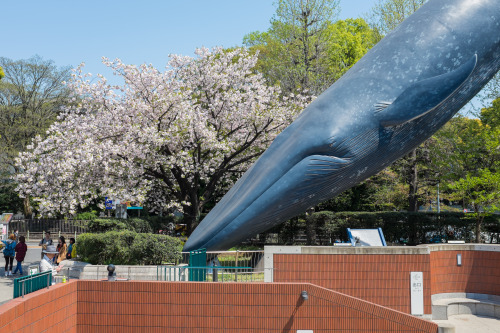 La baleine du museum des sciences et de la nature.Parc Ueno-Tokyo