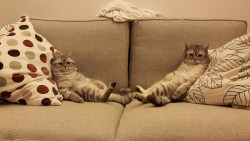 cybergata:So my cats pretty much summed up what I’ll be doing the rest of the day.. by rhondaberglas1 on Flickr.