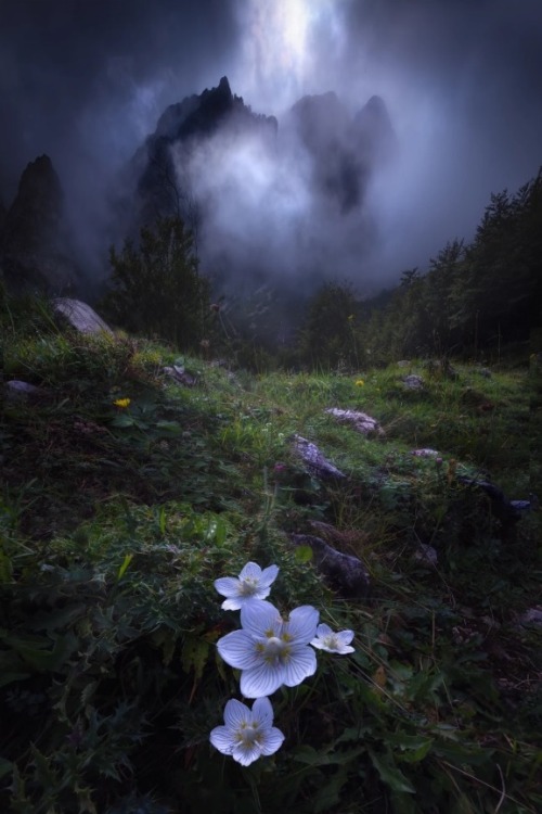 sweetd3lights:  © All rights reserved by William Preite