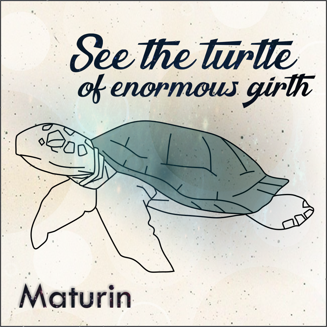 Maturin (the turtle)