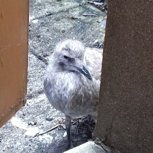 Baby gull wants to say hello