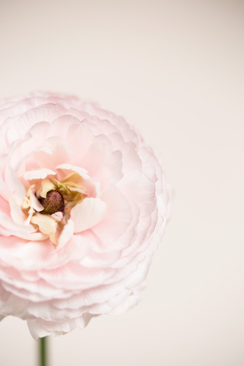 Pink Ranunculus©Botanic Art