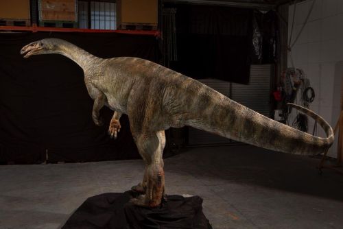 Plateosaurus #plateosaur #plateosaurus #plateosaure (at Naturhistorisk Museum Oslo) https://www.inst