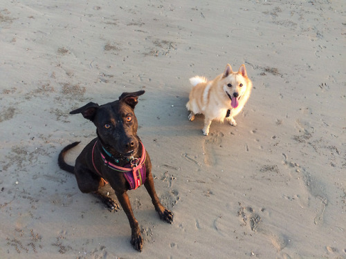 blueboyluca: We took @miss-kiki on our beach walk My sweet pupper!