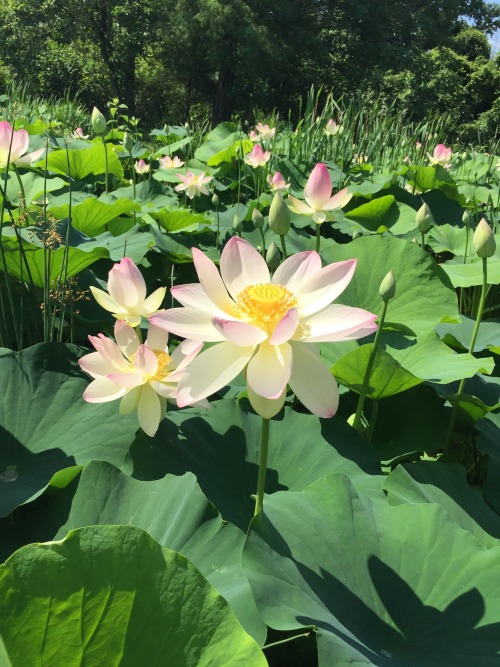 On Saturday, five of our spectacular volunteers worked at Kenilworth Aquatic Gardens to safely move 