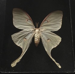feral-violet: a dusty actias luna moth