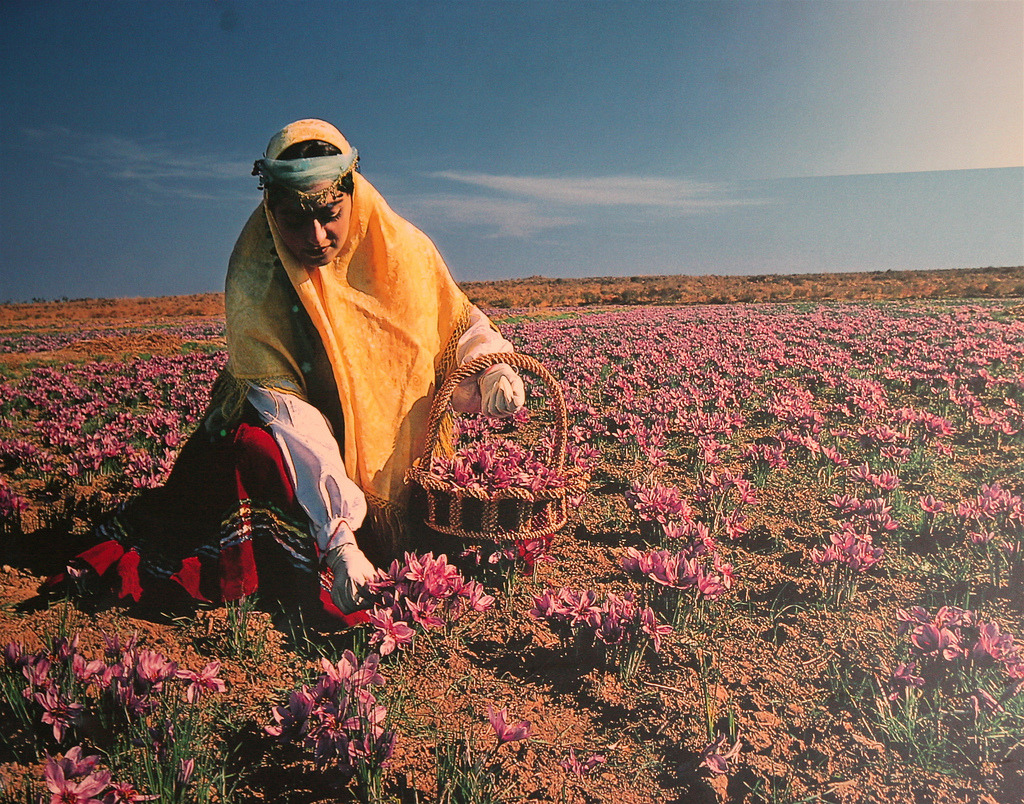 kreativekopf: A poster showing a woman harvesting saffron crocuses.  Found on the