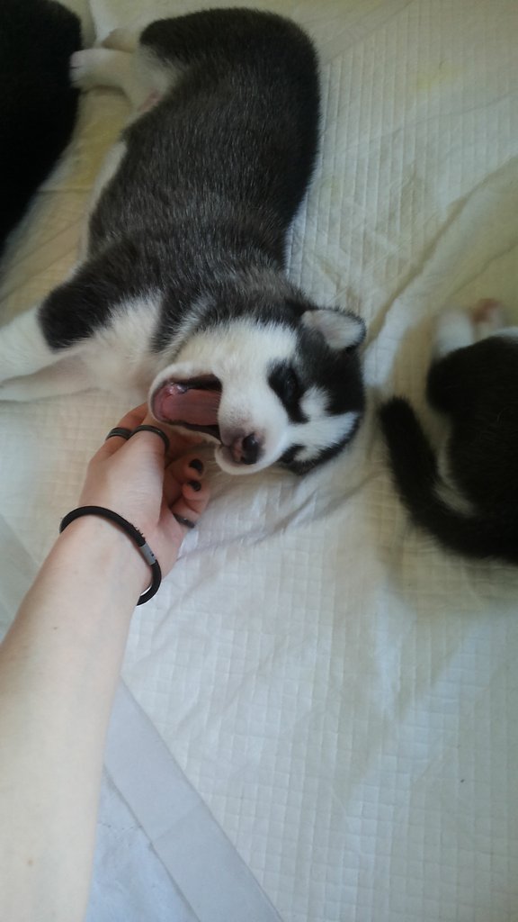 shamanicharmonic:
“ cute-overload:
“ Someone just woke up
http://cute-overload.tumblr.com
”
This is not a dog. It is a fluffy destroyer of hearts and any productive free time one would ever think to have in life. It will inevitably create...