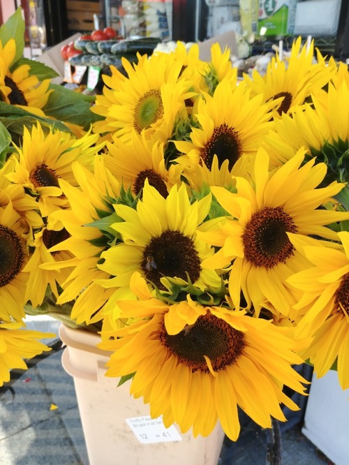 pumpkin-bread:Some dear little bees enjoying freshly cut sunflowers. Right click -&gt; view in n