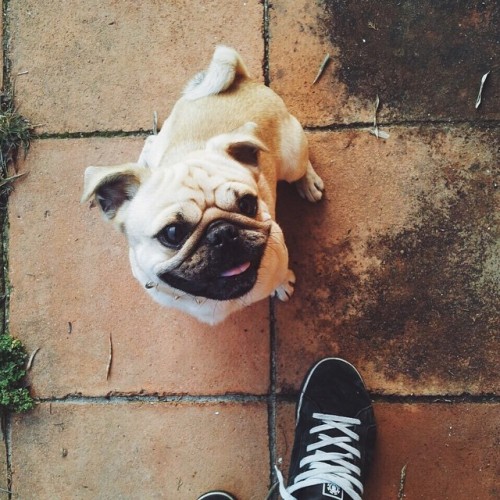 ilovepugs4ever:  Follow Dog Quotes.