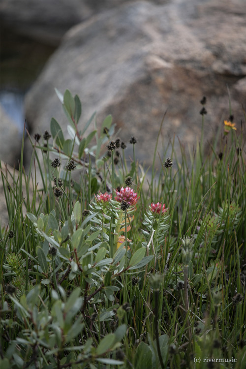 Rose Crown (Rhediola rhodantha) catches the midday sun in a small alpine wetland: Beartooth Mountain