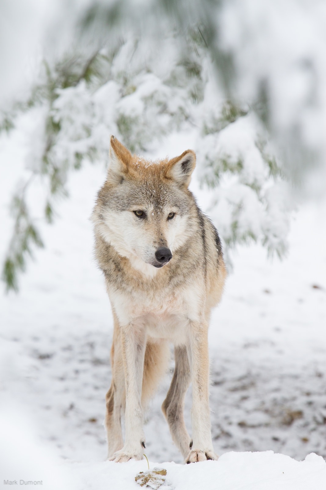 beautiful-wildlife:  Winter Wolf by Mark Dumont
