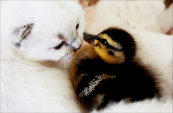 Baby Animal Posts