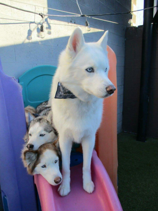 gaytectives:  gaytectives:  at work we have a family of three huskies who come in for daycare and everyone calls them “the mafia” it makes me so happy because occasionally out of nowhere someone over the radios will say “we’re sending in the mafia”