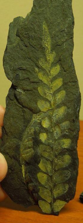 indefenseofplants: My recent fossil hunting excursion has found me a bit obsessed with the paleobota