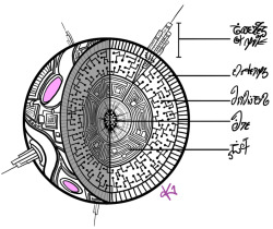 krinsyn:  Cross section of brain module =)Not sure what to label all the layers yet so I put some stuff in my own script (tho the topmost one says “Towerlets of Milne” ^_~)