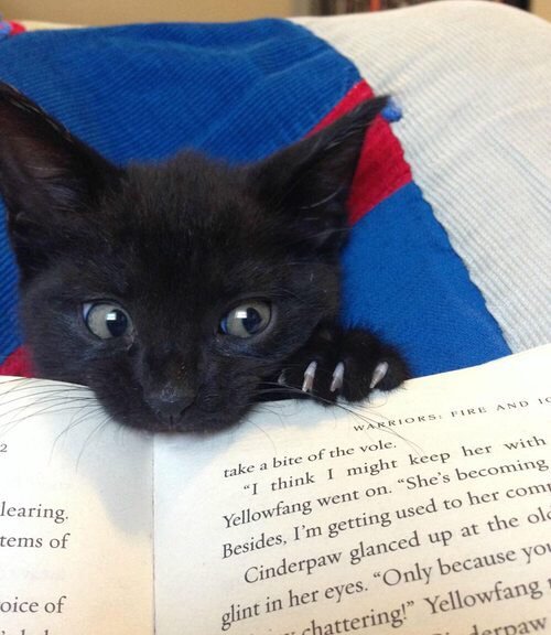 Cheer Up Post #4385 - Black Kittens Edition