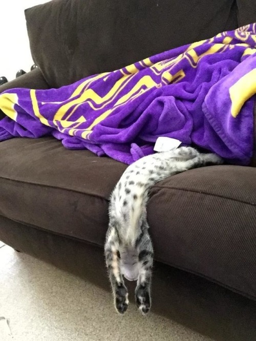 awwcutepets:Be quiet She is sleeping