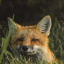 strangenightmarefoxy
