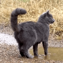 judestims:Russian Blue cat in a puddle