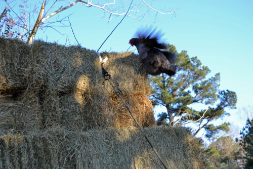 cluckyeschickens:chickenliz:Fluffy chicken climbs large hay pile despite stumpy wings.There’s not a 
