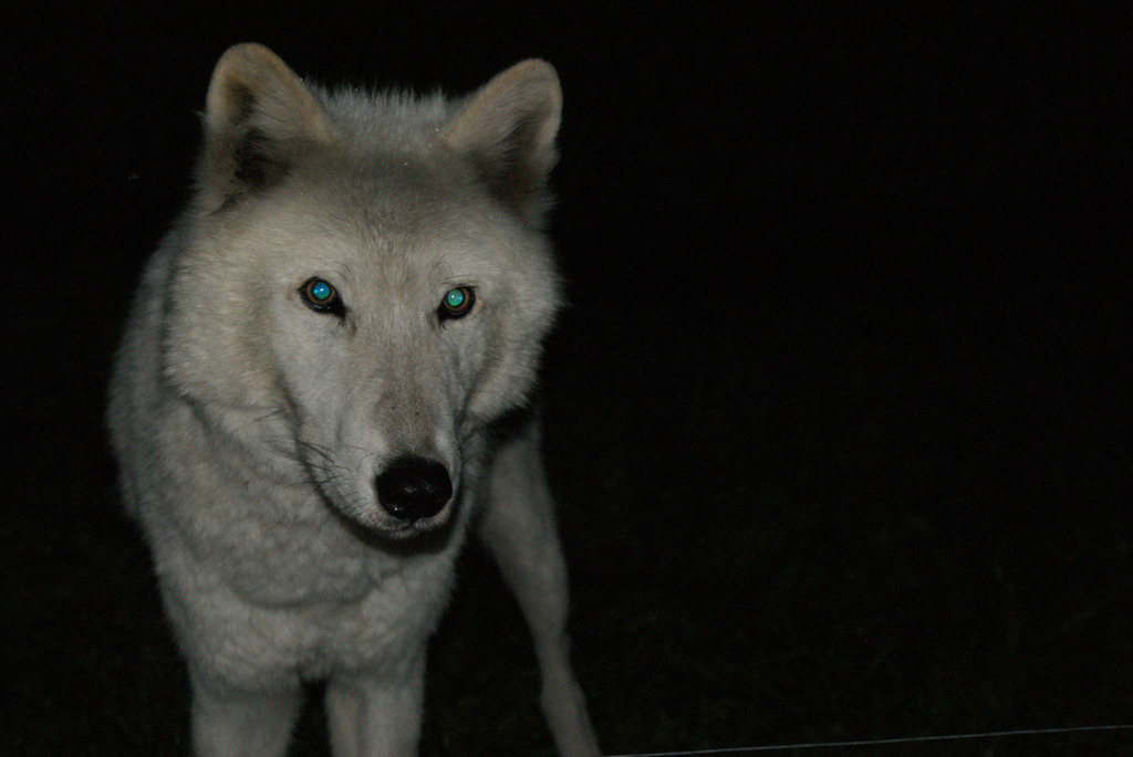 bad dog