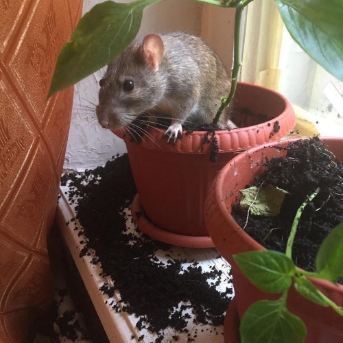 mastomysowner: Momma called me a gardener