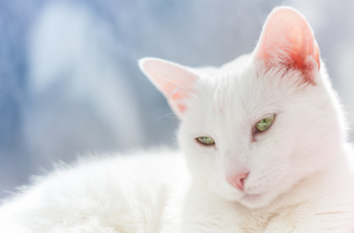 photogenicfelines:  (Nicolas Tarragoni)