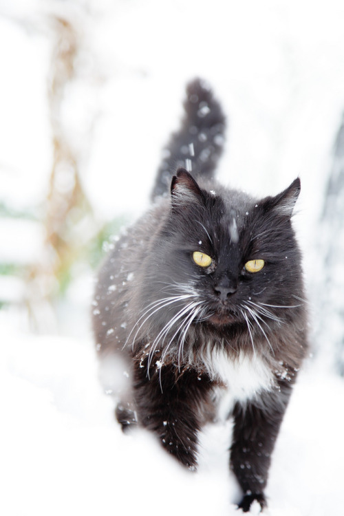 Wildcat (by kenzaburo1)