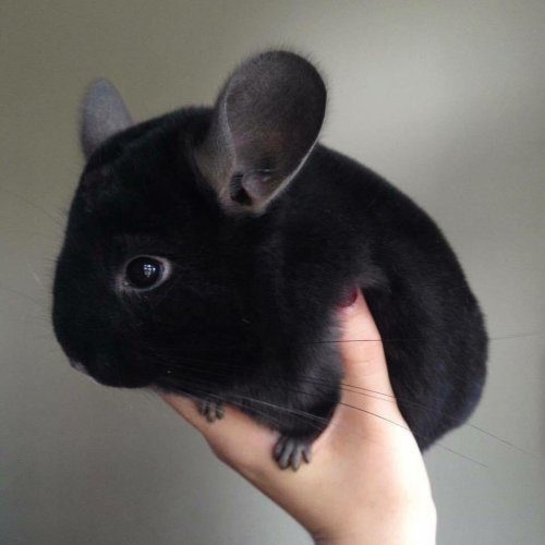 gallusrostromegalus:vulpyx:cuteness–overload:Goth chinchillaSource: bit.ly/2PlDdS0@bise