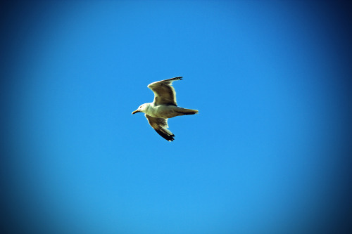 Mouette normande© 2014 Sylvain G. - Toute reproduction interdite - Tous droits réservés