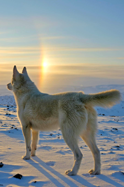 waasabi:  sundog by glenn schiffer 