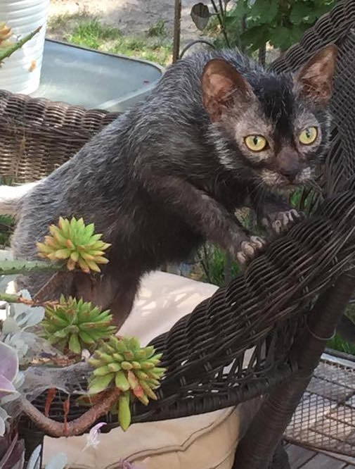 How To Tell If Your New Lykoi Kitten Is A Werewolf Cat Or A WerewolfLykoi, so-called “werewolf cats,” are taking the internet by storm. But before you go out and buy one, be careful you don’t get scammed.