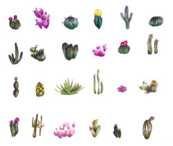 hillsabob:  cacti drawings - finally trying