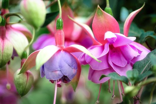 selection of different varieties of Pink, Purple & Blue Fuchsia Flowers