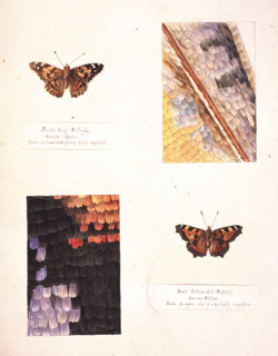 theartistsmanifesto:  Microscopic studies of a Small Tortoiseshell and Painted Lady by Beatrix Potter (early 20th century)