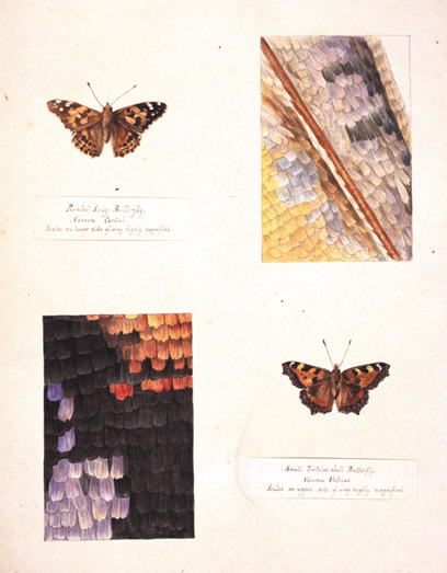 theartistsmanifesto:Microscopic studies of a Small Tortoiseshell and Painted Lady by Beatrix Potter 