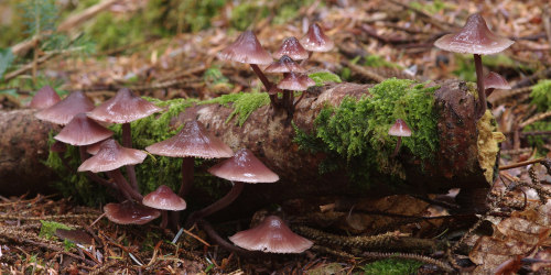 Bleeding bonnetcap - Mycena haematopus. Quite a common little mushroom which exudes a dark red liqui