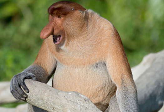fruitsoftheape100: boyfriendofficial:  fruitsoftheape100:   fruitsoftheape100: BRIMP!!! PREET!!!   Why are you making noises elmer  