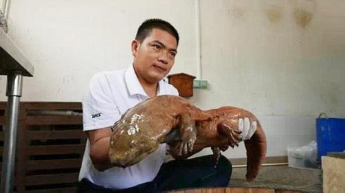 Mesozoic era amphibian: Giant Chinese salamanderA Mesozoic era Giant Salamander was discovered from 