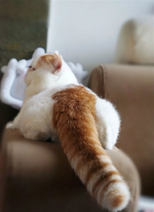 fuckyeahchinesefashion:Hong Xiaopang(红小胖), literally red-little-chubby, also known as the Snoopy cat in English, lives a happy life in Chengdu, China.