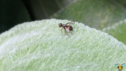 Signal Fly - Rivellia spp.The process continues to add more insect families to the blog, so today th