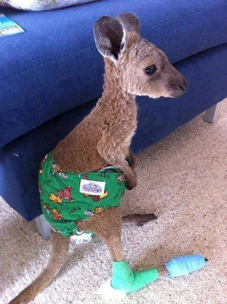 Baby kangaroo saved from fire…